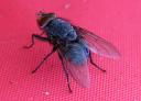 Close-up of a fly