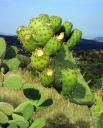 Prickly Pears